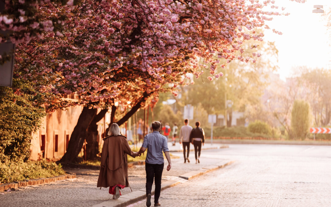 I ciliegi sono in fiore…