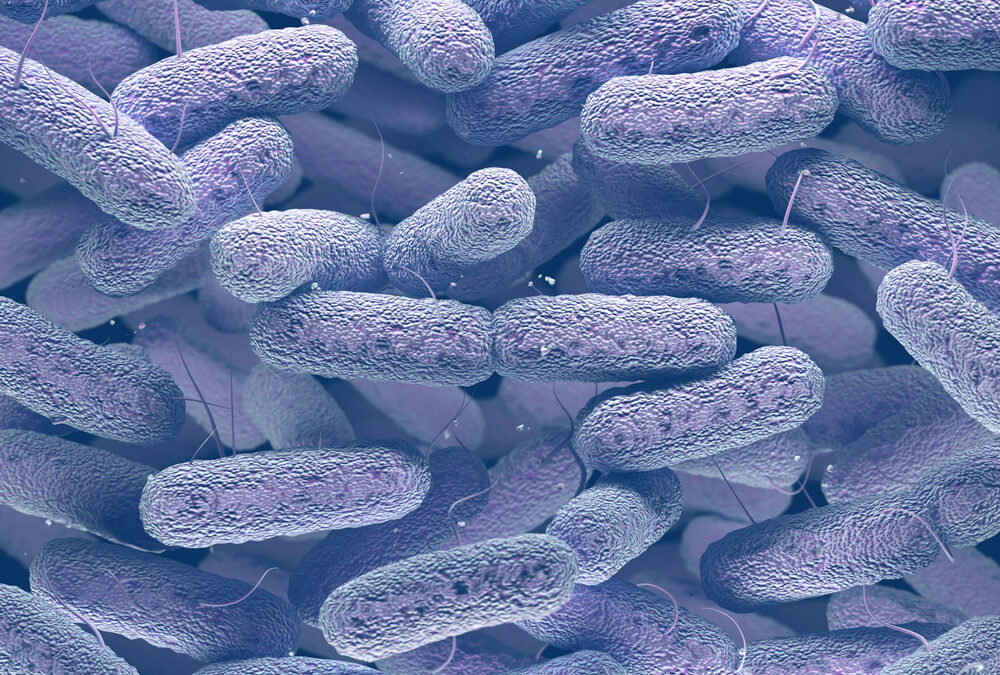 L’esercito invisibile dell’intestino che aiuta l’immunoterapia