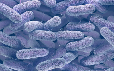 L’esercito invisibile dell’intestino che aiuta l’immunoterapia