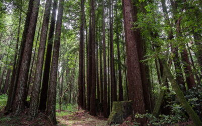 Shinrin-Yoku e Oncologia Integrata: Meccanismi Biofisici dell’Immersione nella Foresta