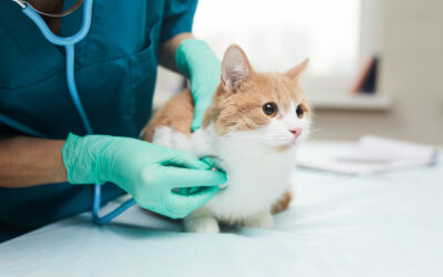 Cosa i tumori dei nostri animali ci insegnano sui nostri