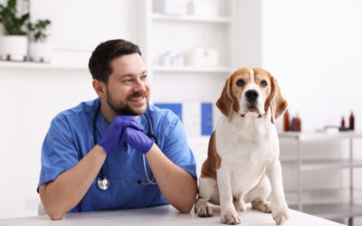 Le nuove cure oncologiche per cani e gatti: cosa è cambiato